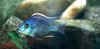 blauer.JPG (9384 Byte)